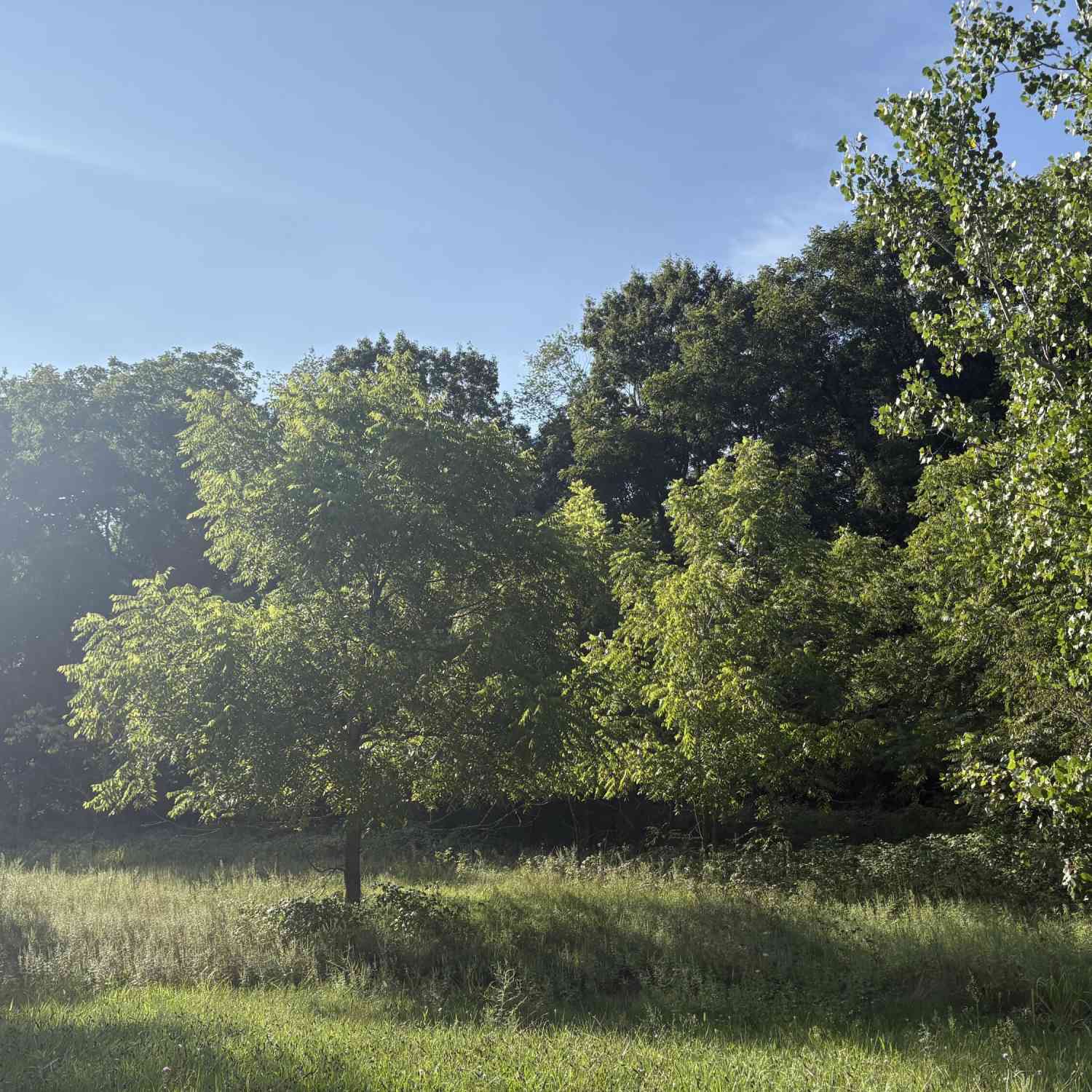Vacant Land For Sale - Snowy Pine Drive<br/> Charlotte, MI 48813