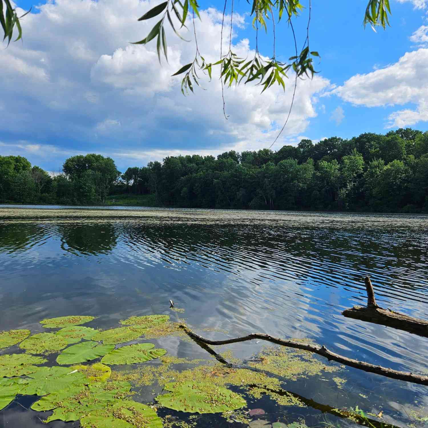 Vacant Land For Sale - V L Coral Road<br/> Coral, MI 49322