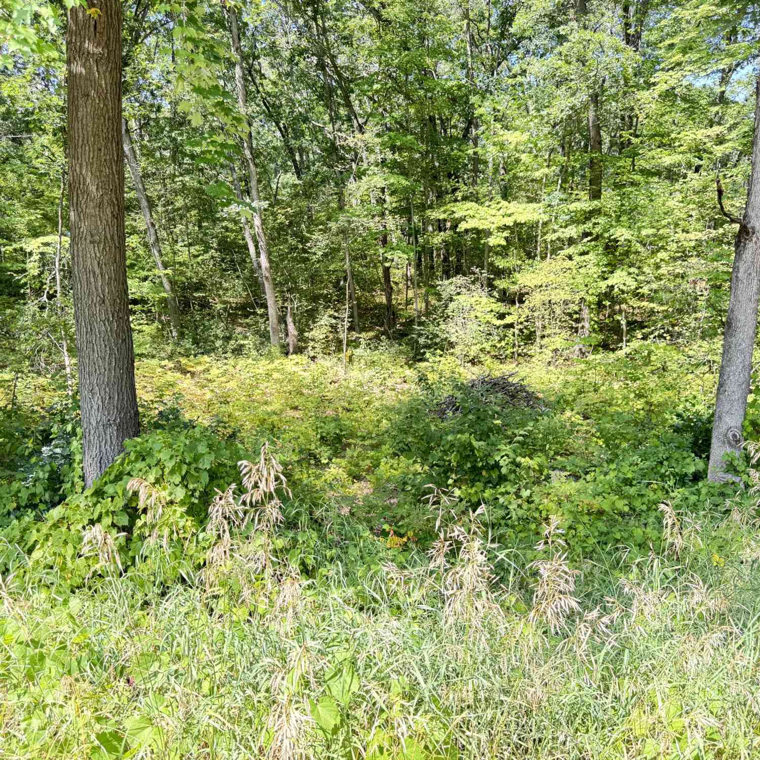 Vacant Land For Sale - 8835 N Bingham Avenue<br/> Bitely, MI 49309