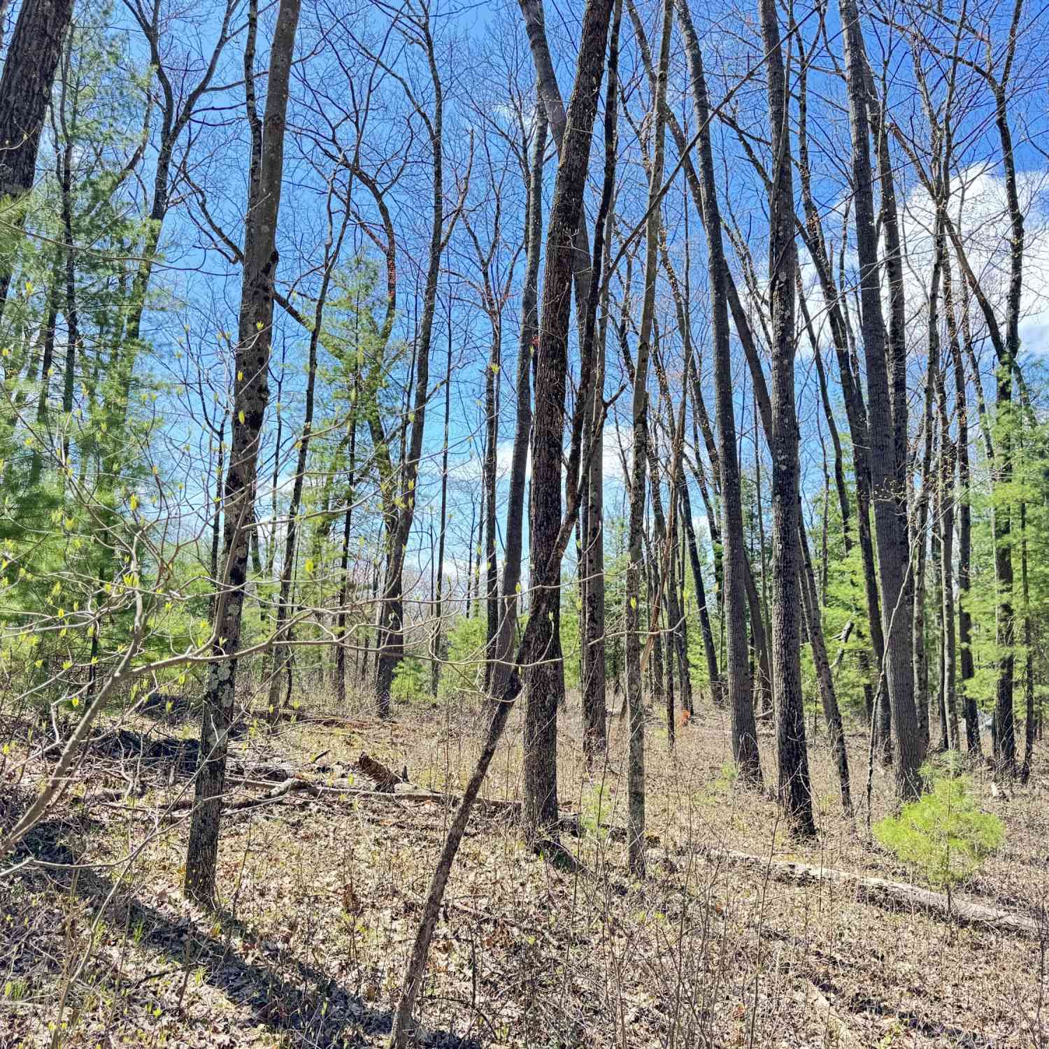 Vacant Land For Sale - W Franklin Street<br/> Newaygo County, Bitely, MI 49309