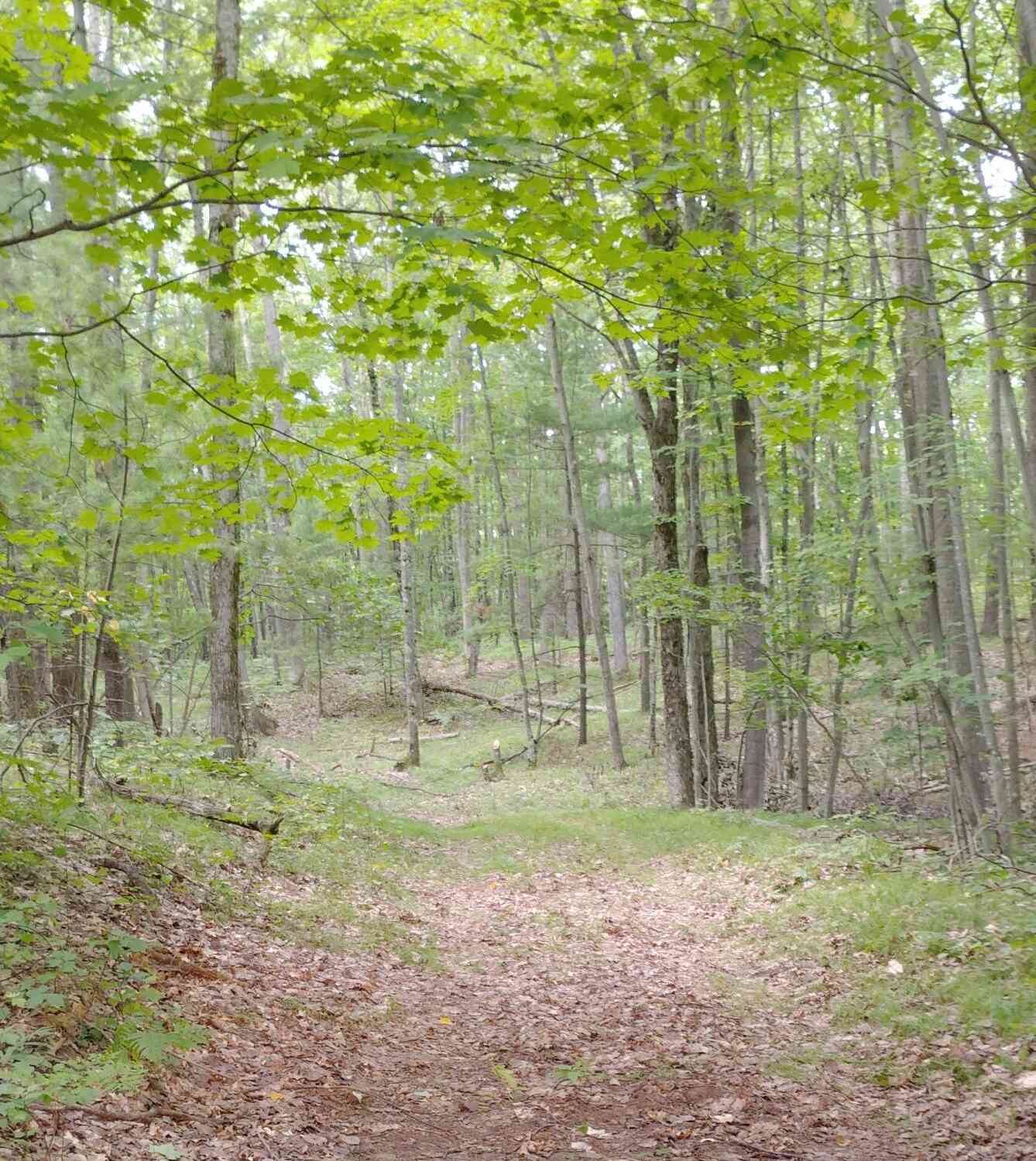 Vacant Land For Sale - 3+/- ACRES S Frank Smith Road<br/> Chase, MI 49623