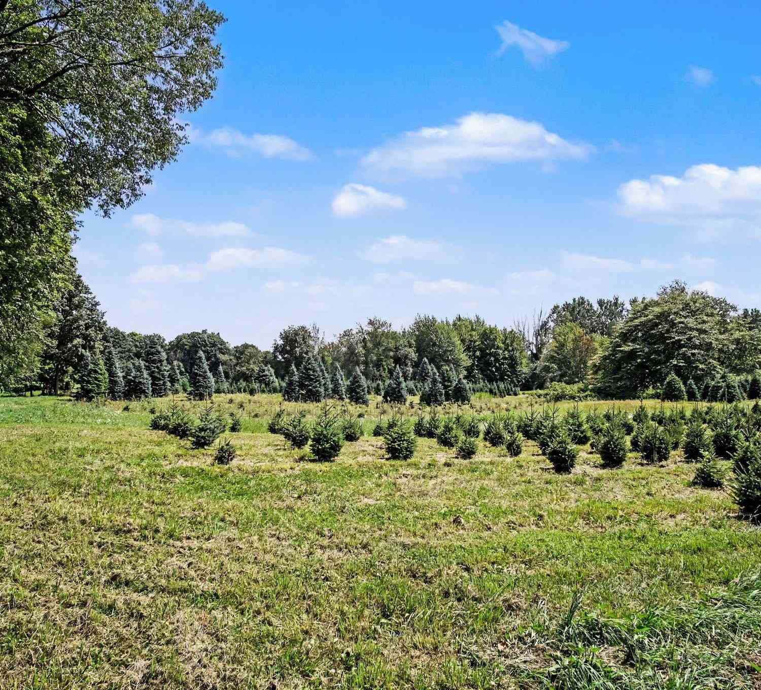 Vacant Land For Sale - 8089 Squires Street #PARCEL A<br/> Kent County, Rockford, MI 49341
