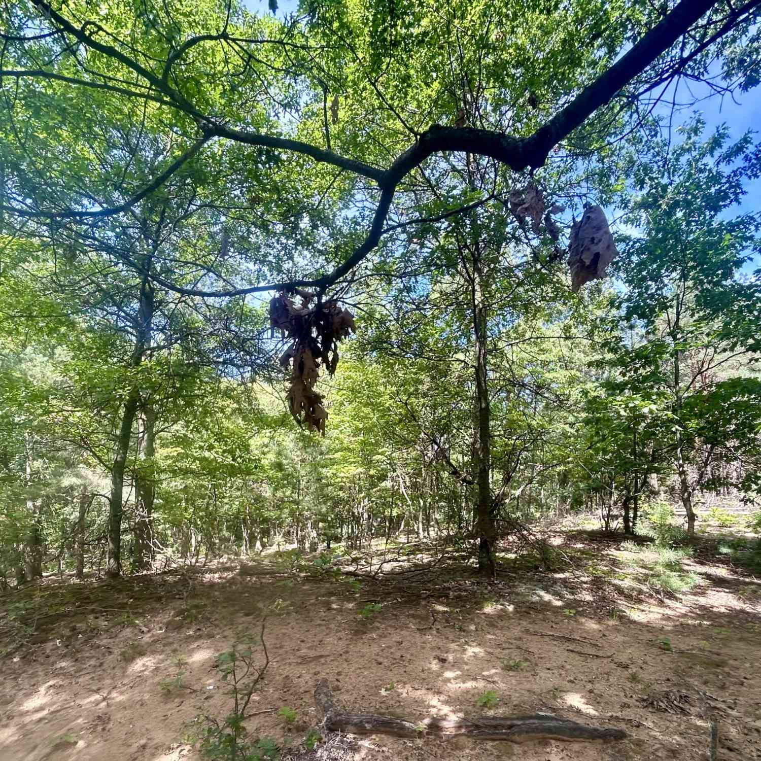 Vacant Land For Sale - 148th Avenue<br/> Holland, MI 49424