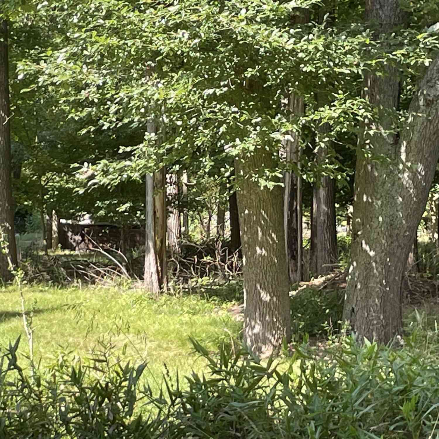 Vacant Land For Sale - Maple Road<br/> Berrien County, Sawyer, MI 49125