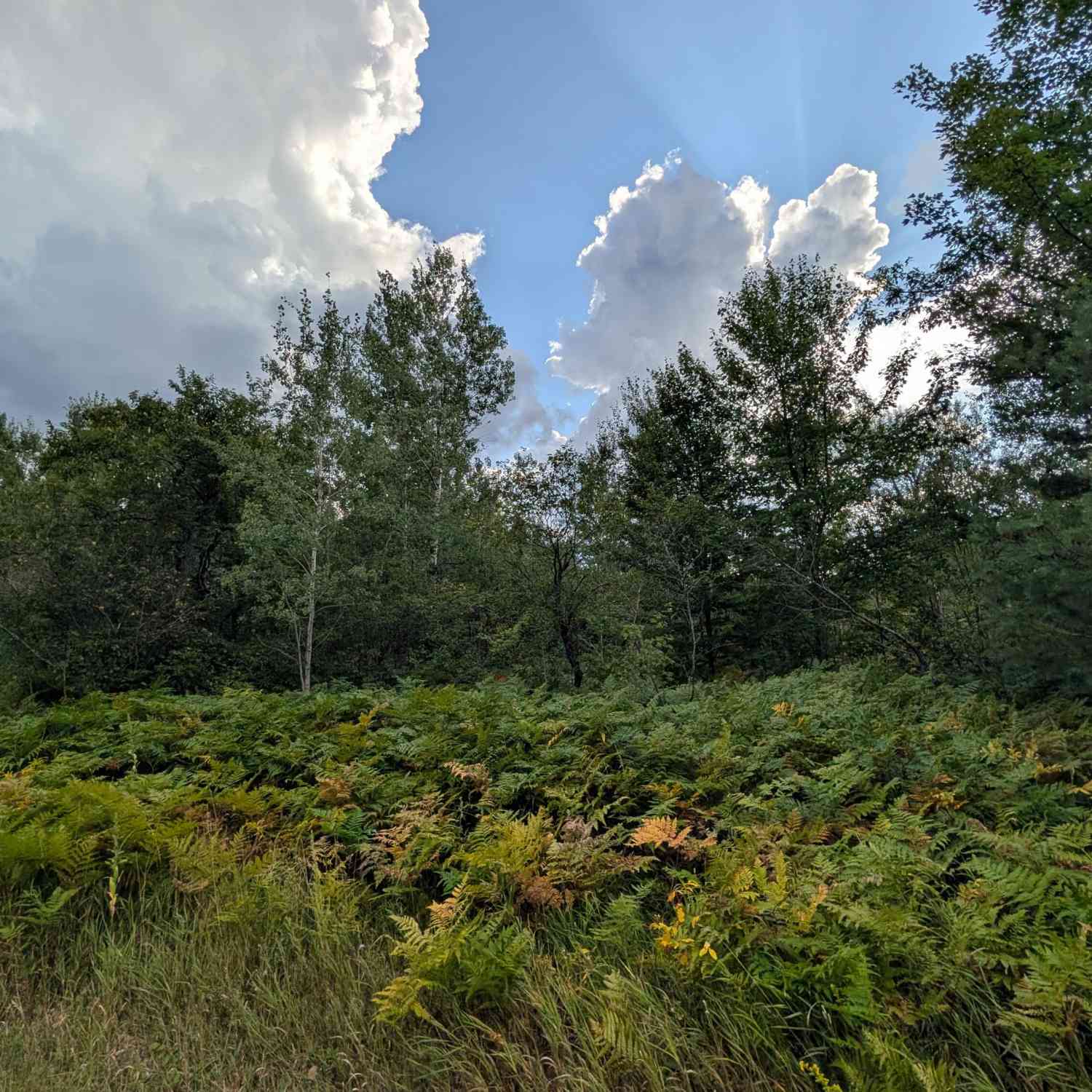 Vacant Land For Sale - VL Montrose<br/> Antrim County, Mancelona, MI 49659