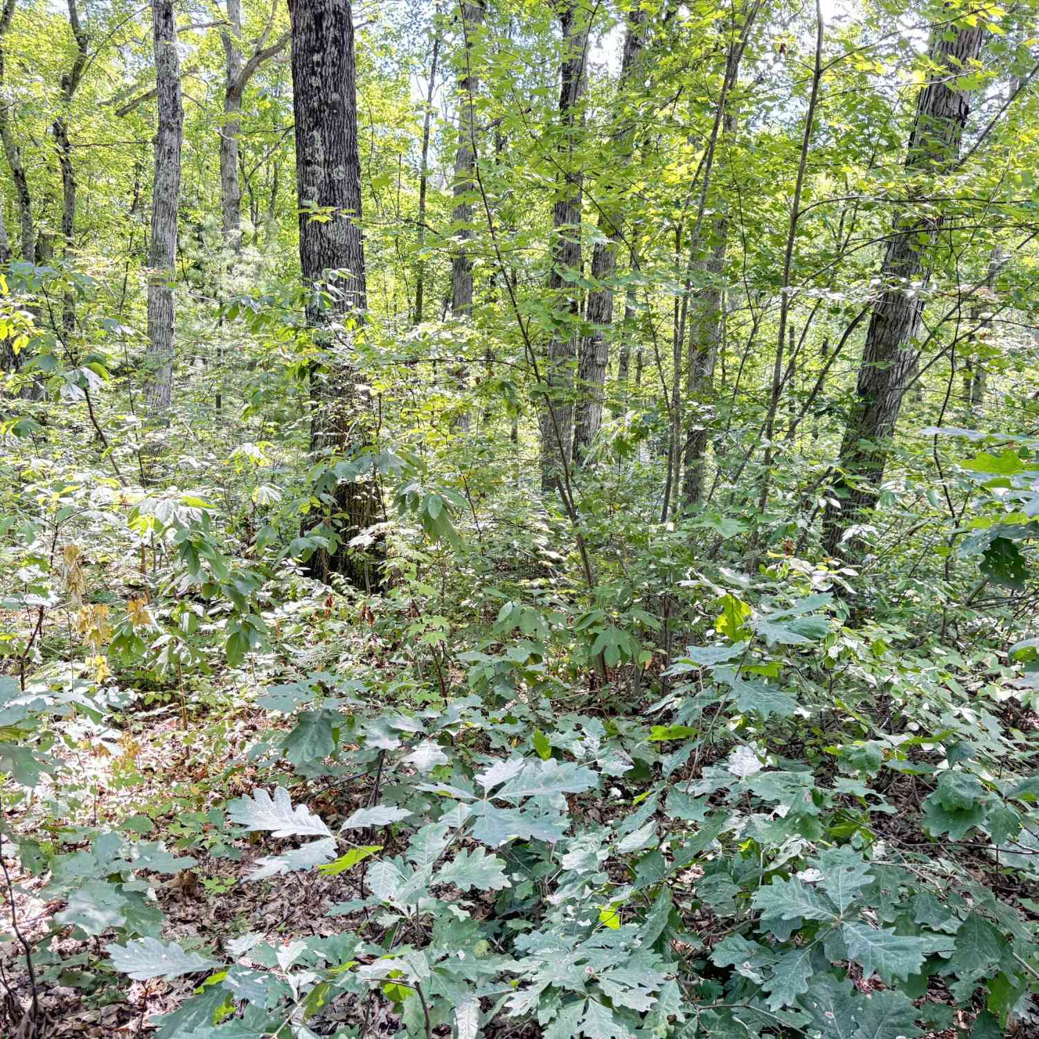 Vacant Land For Sale - 8th Avenue<br/> Newaygo County, Bitely, MI 49309