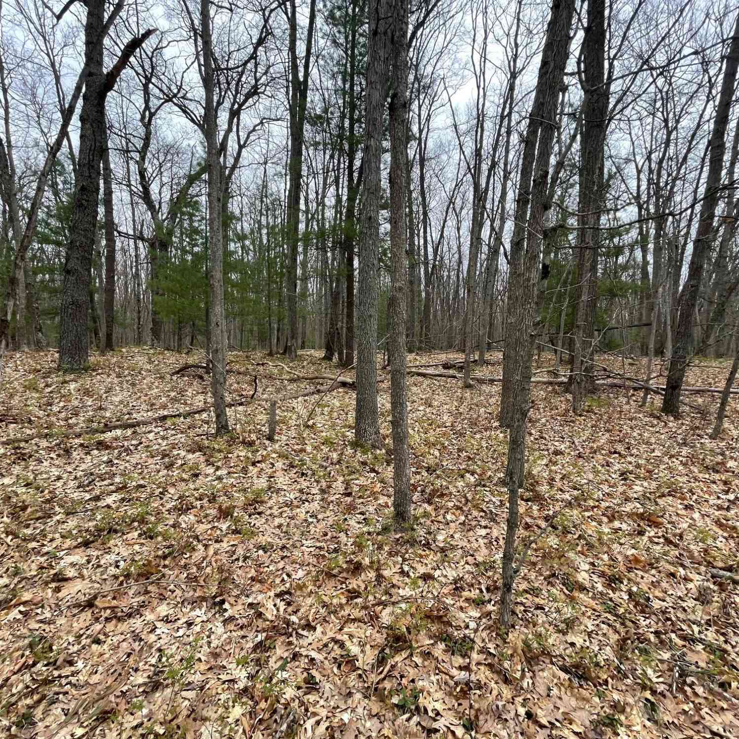 Vacant Land For Sale - V/L Coates Highway<br/> Manistee County, Brethren, MI 49619