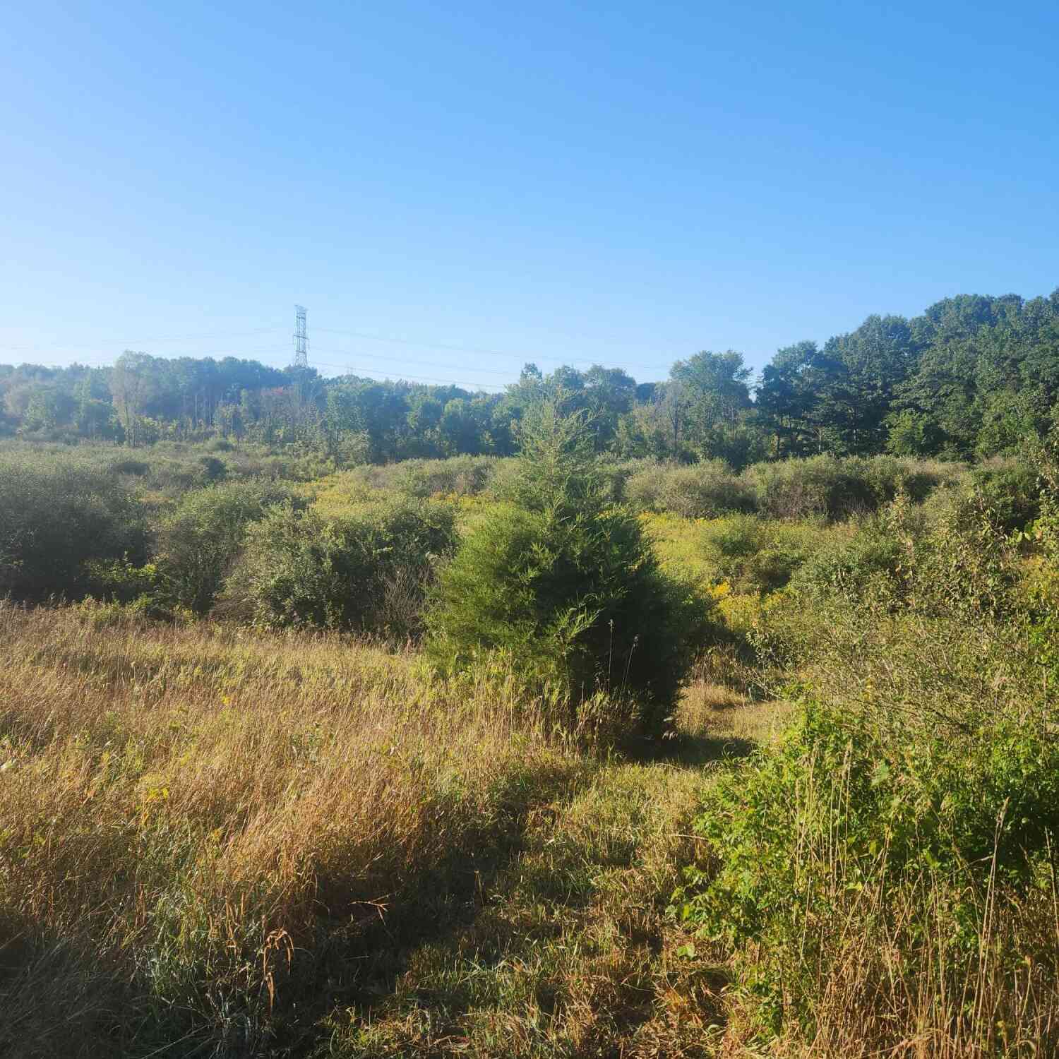 Vacant Land For Sale - V/l Wise Road<br/> Sheridan, MI 48884