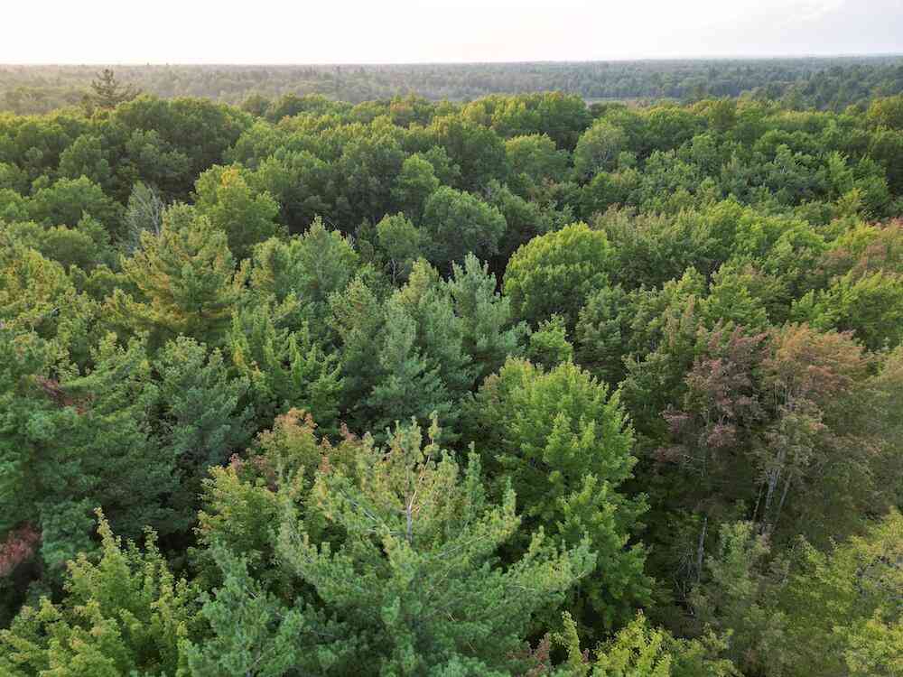 Vacant Land For Sale - VL S Morrison Road<br/> Ogemaw County, Alger, MI 48610