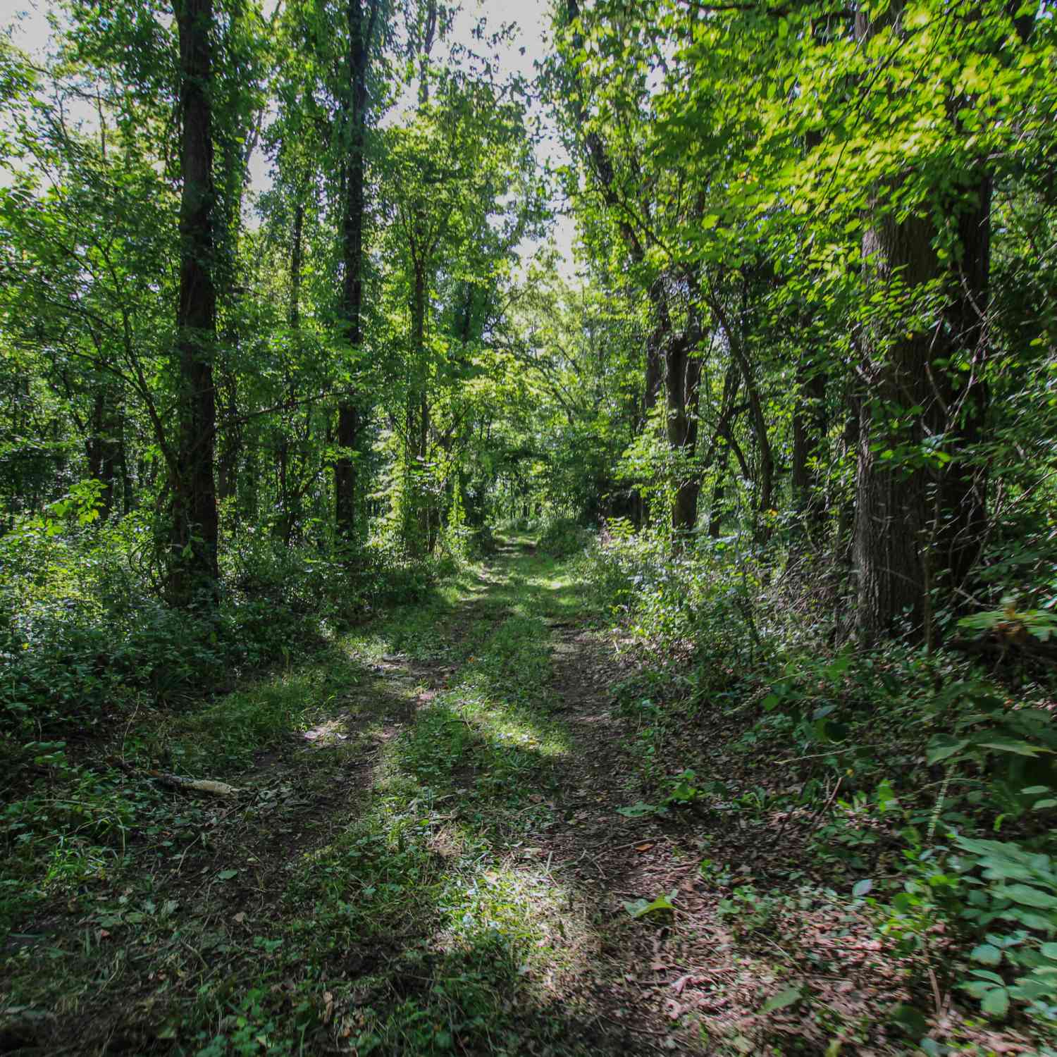 Vacant Land For Sale - V/L Millard Road<br/> Three Rivers, MI 49093