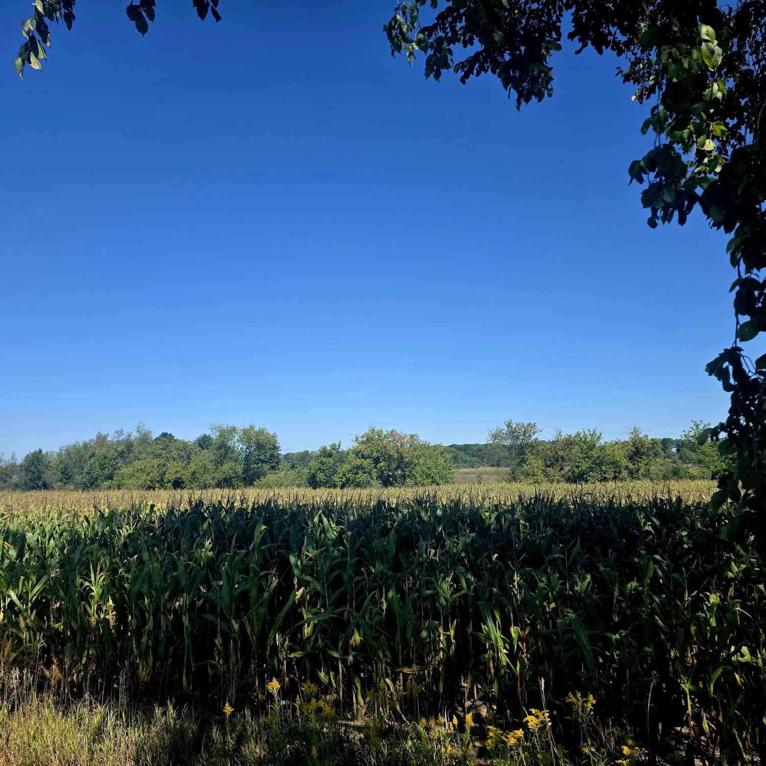 Vacant Land For Sale - W 24th St<br/> Fremont, MI 49412