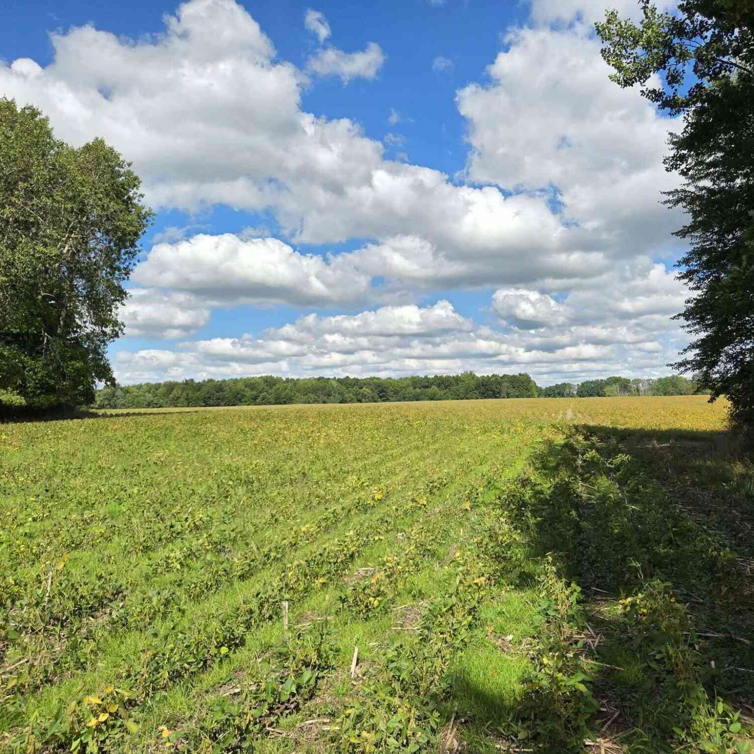 Vacant Land For Sale - 2175 16 Mile Road<br/> Cedar Springs, MI 49319