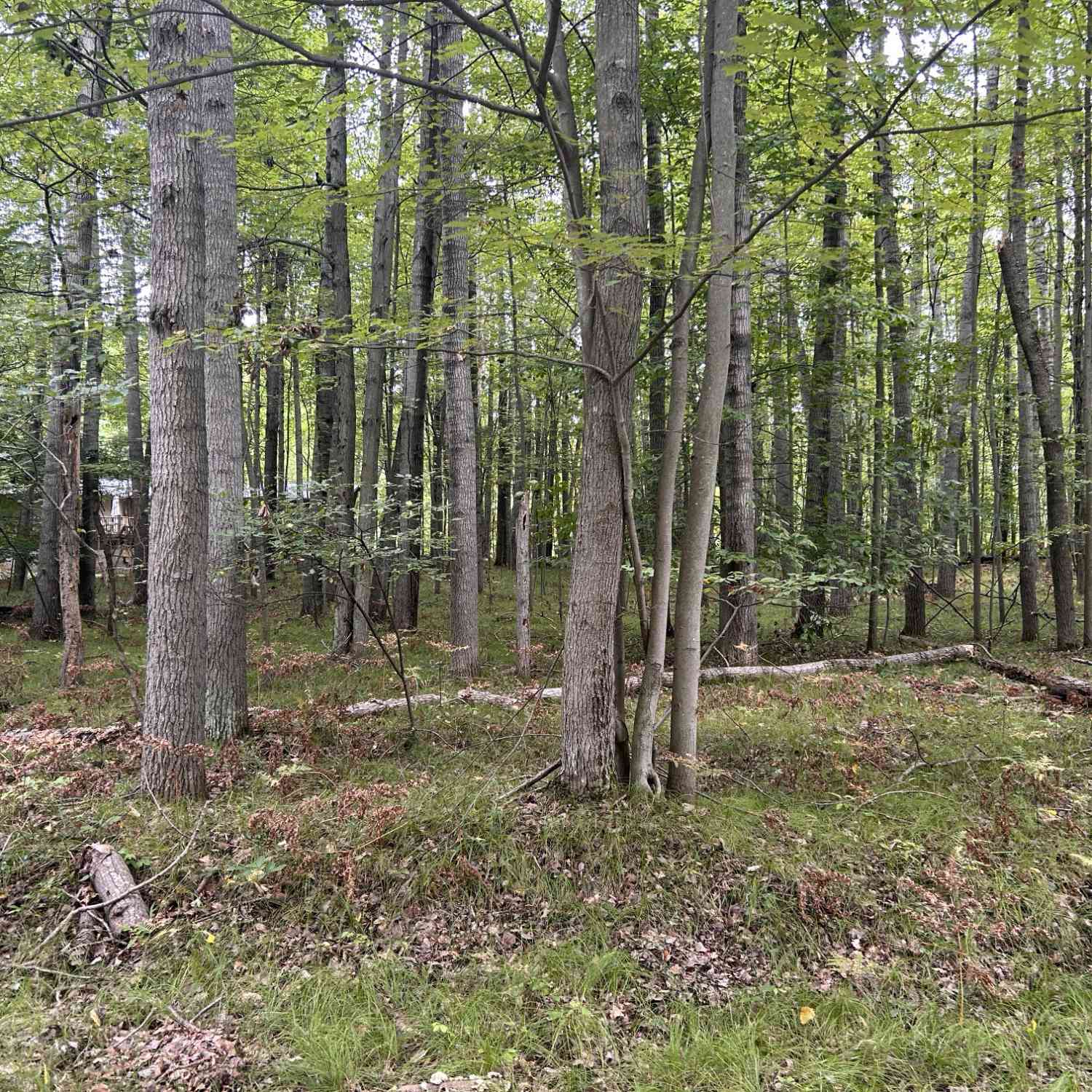 Vacant Land For Sale - 8228 Tanglewood Trail<br/> Stanwood, MI 49346