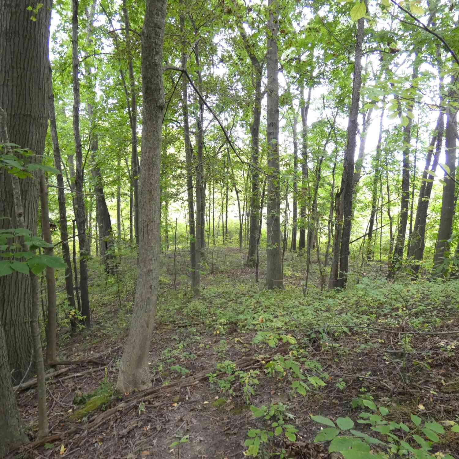 Vacant Land For Sale - 530 Rembert Court<br/> Benton Harbor, MI 49022