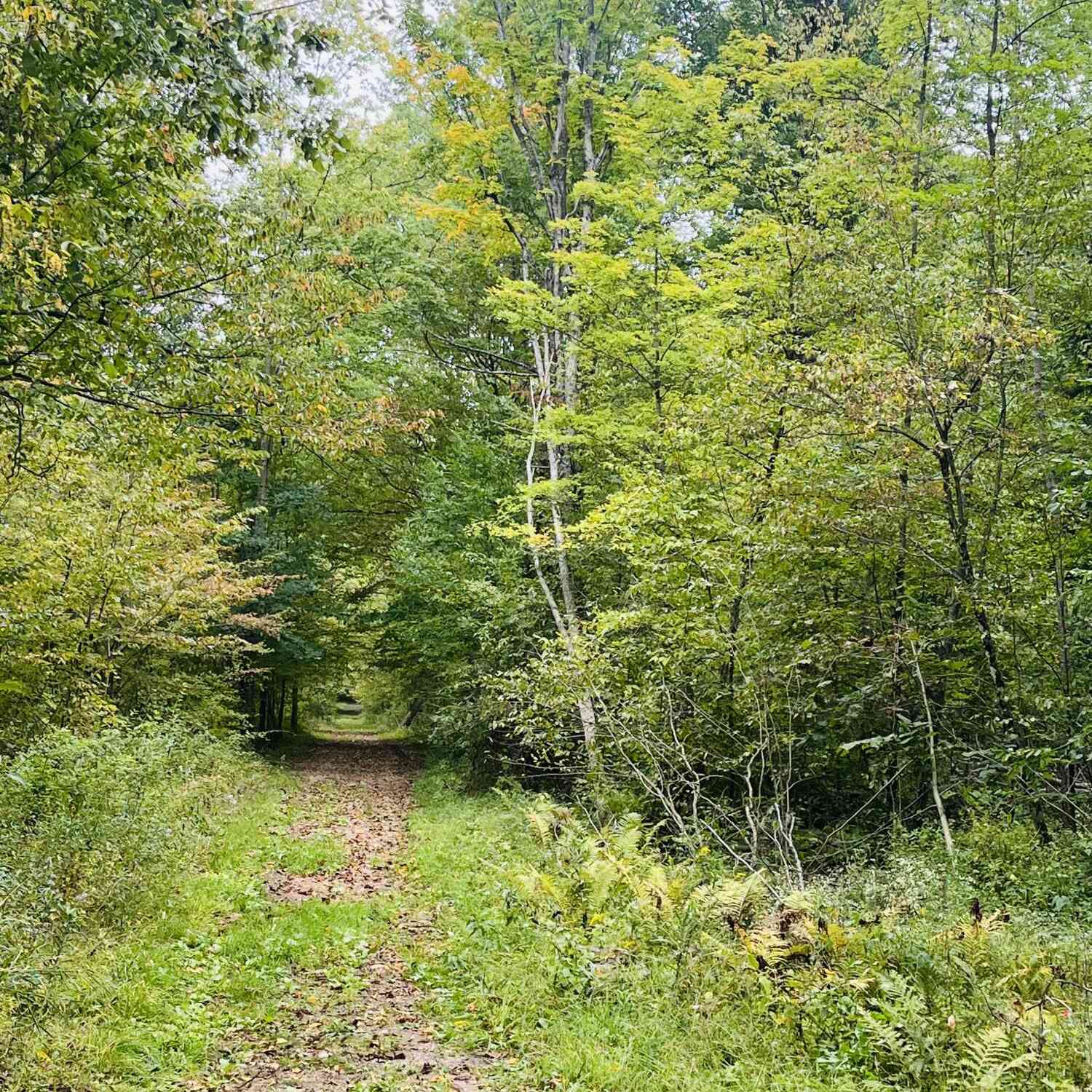 Vacant Land For Sale - 00 200th Avenue<br/> Stanwood, MI 49346