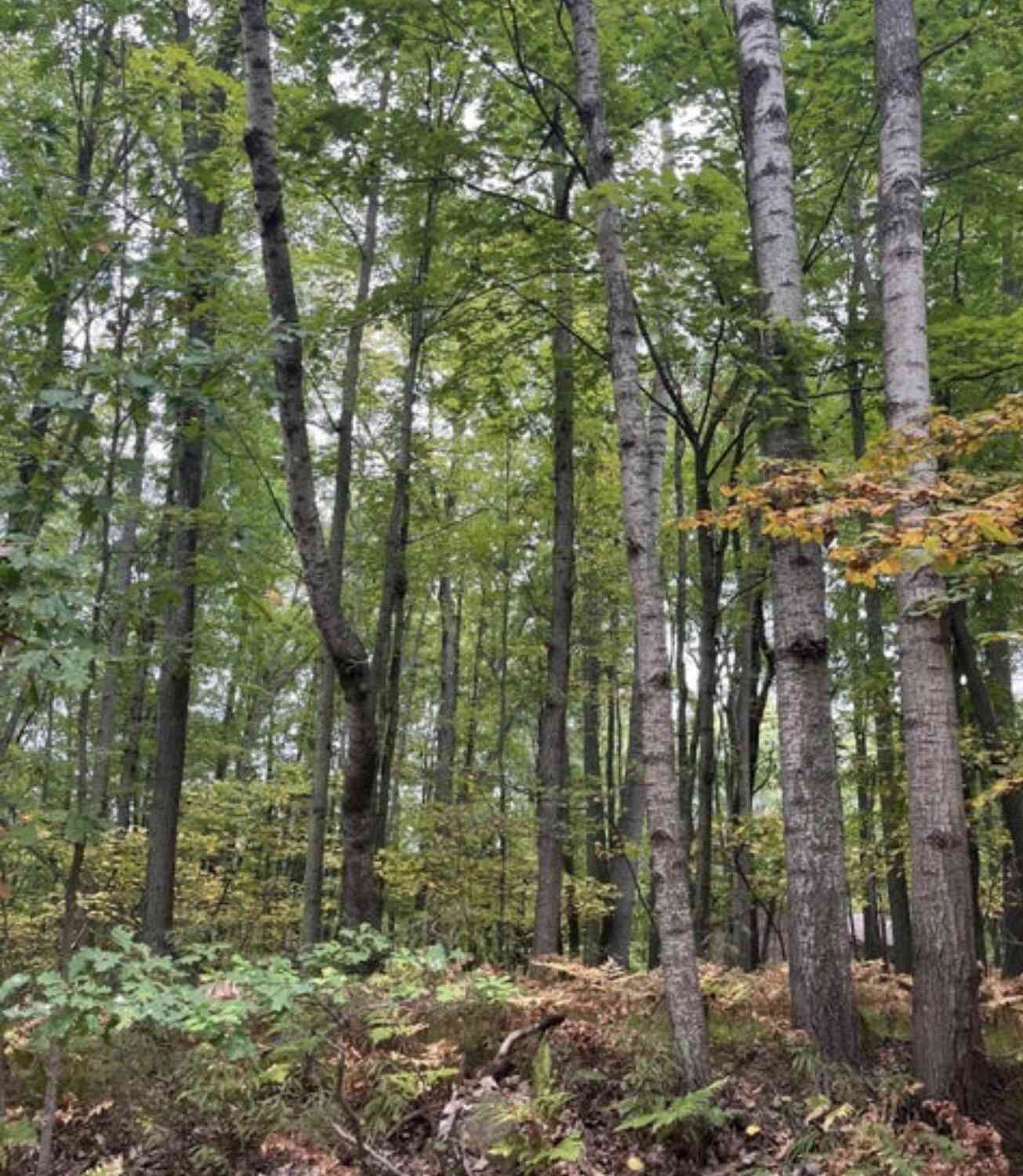 Vacant Land For Sale - LOT 681 Elm Run<br/> Clare County, Farwell, MI 48622
