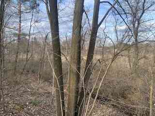 Vacant Land For Sale - VL 30th Avenue<br/> Remus, MI 49340