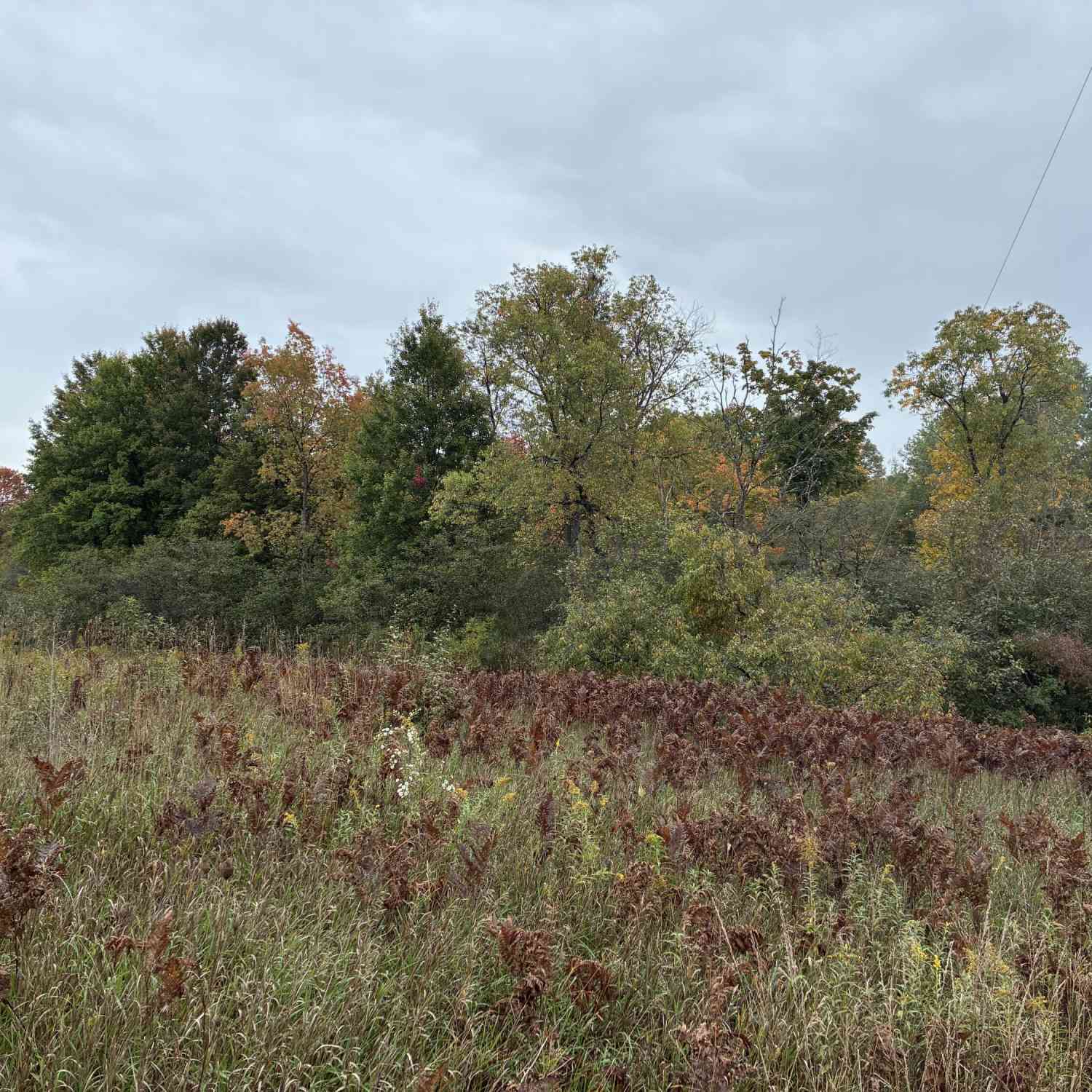 Vacant Land For Sale - 10430 N Elm Avenue<br/> Paris, MI 49338