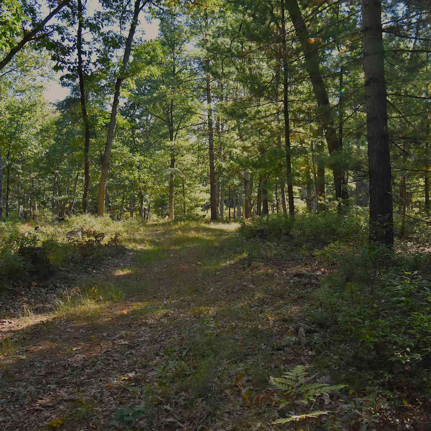 Vacant Land For Sale - Whitney Street<br/> Baldwin, MI 49304