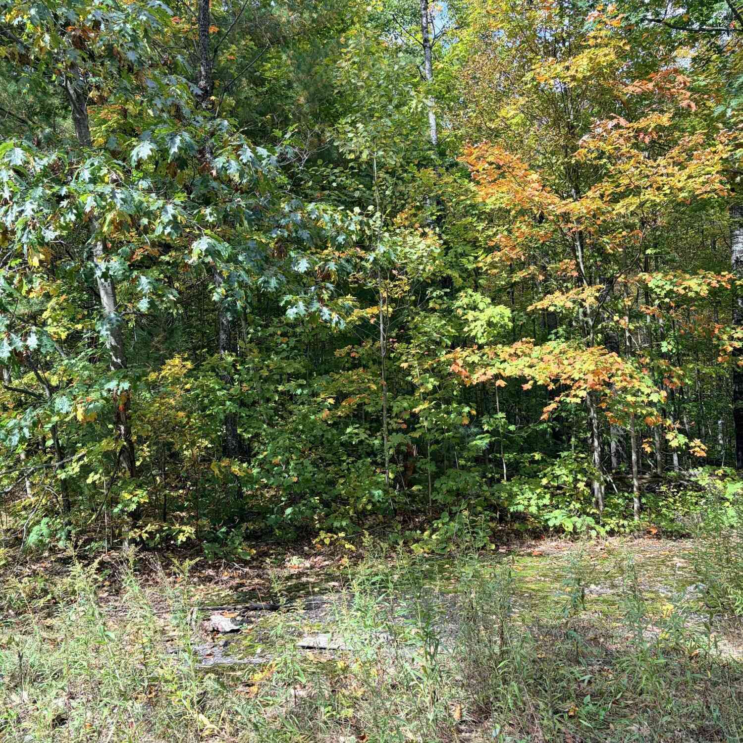 Vacant Land For Sale - VL Bruun Trail<br/> Frederic, MI 49733