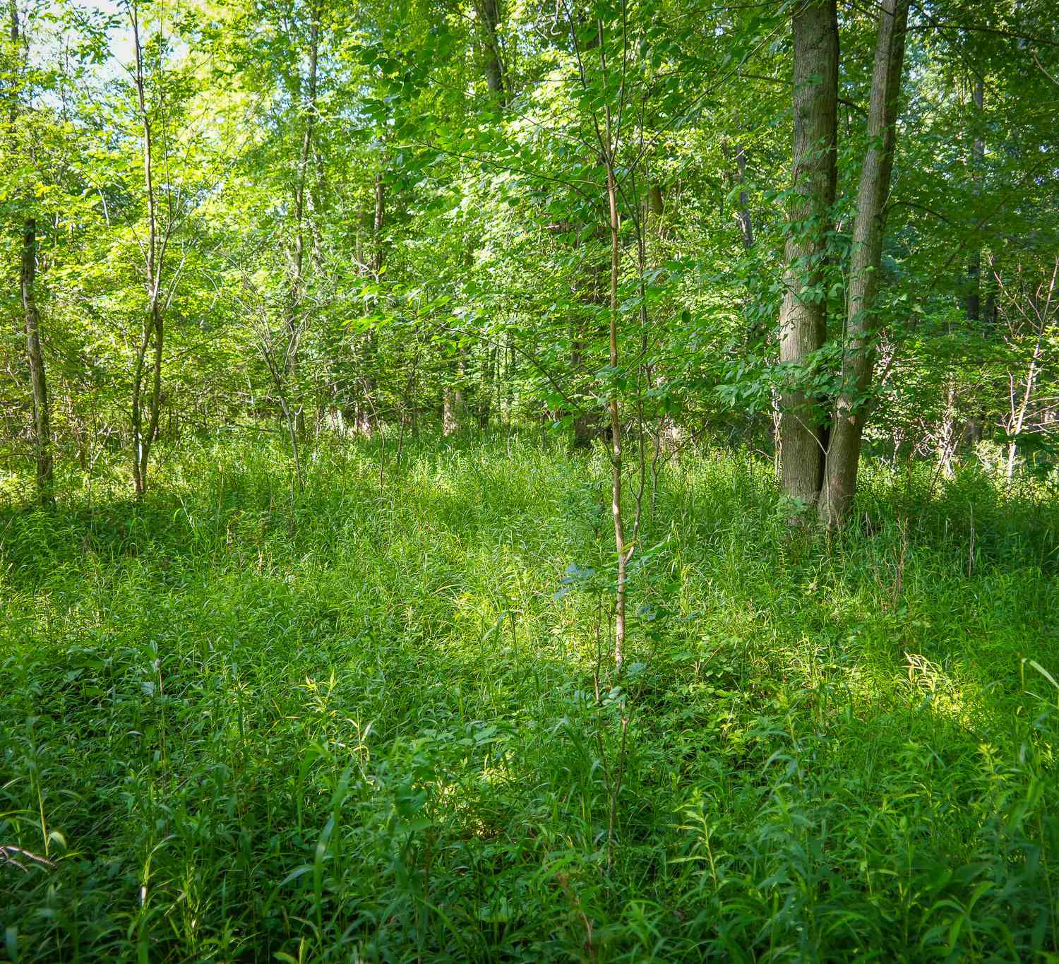 Vacant Land For Sale - V/L 12A S 168th Avenue<br/> Hesperia, MI 49421