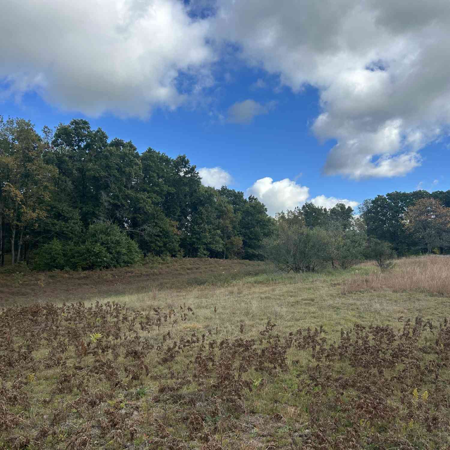Vacant Land For Sale - 9177 S Bonney Road<br/> Chase, MI 49623