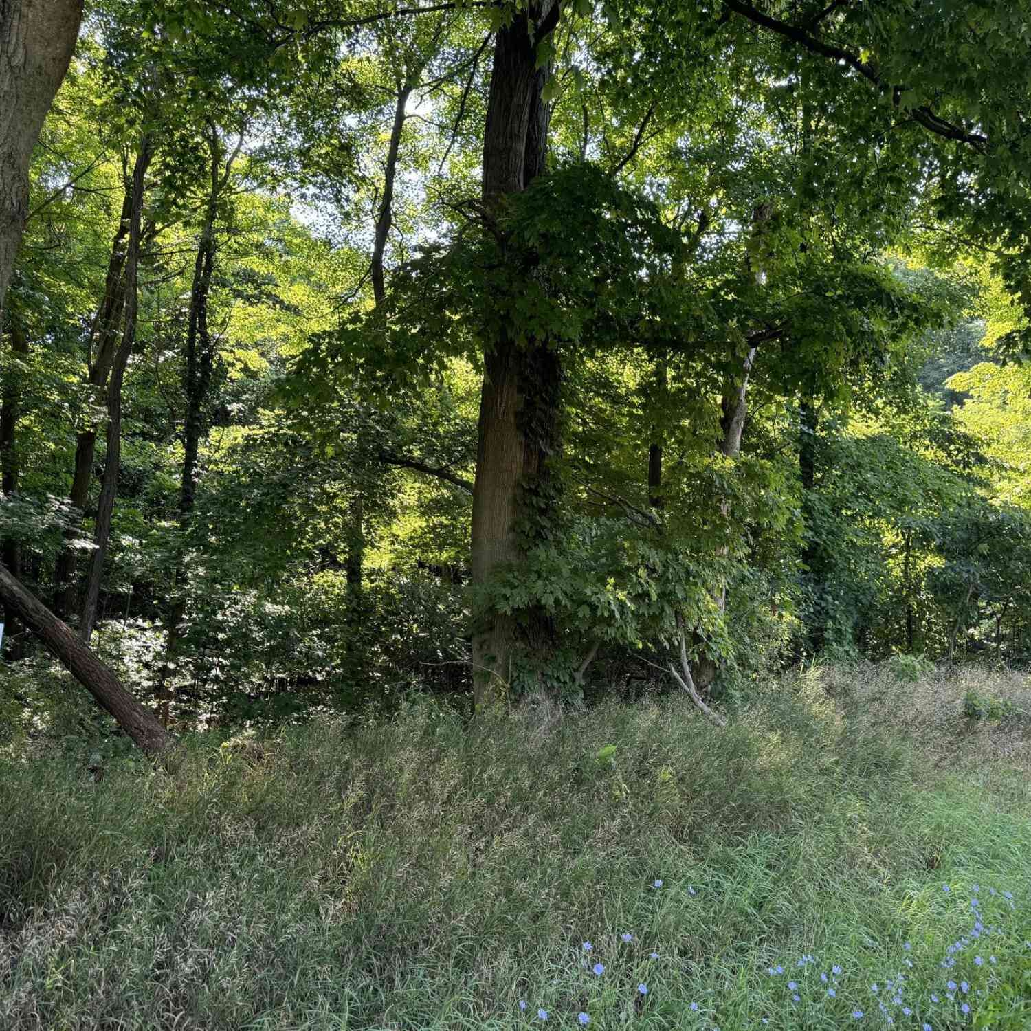 Vacant Land For Sale - 30 62nd Street<br/> Decatur, MI 49045