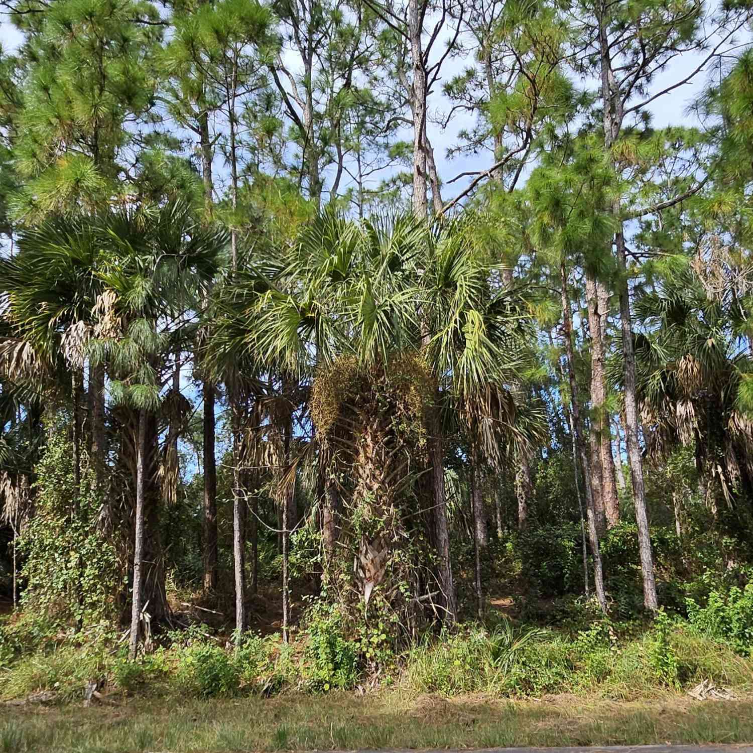 Vacant Land For Sale - 817 Reading Street<br/> Palm Bay, FL 32909