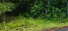 Vacant Land For Sale - Juniper Road<br/> Seminole, AL 36574