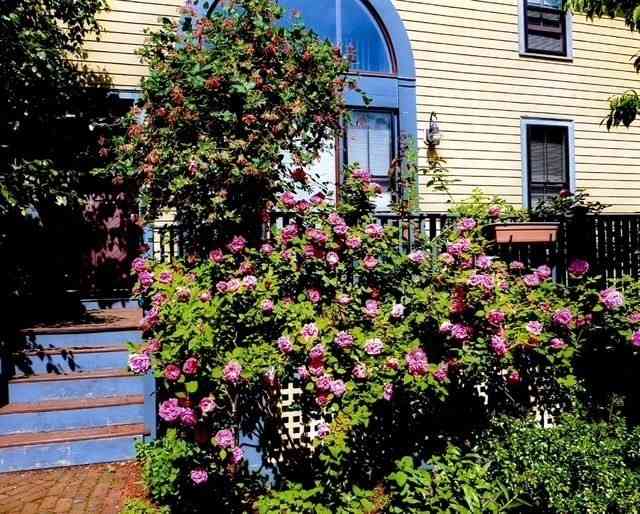Homes For Rent - 71 Abbottsford<br/> Brookline, MA 02446