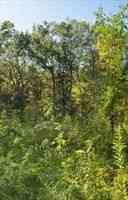 Vacant Land For Sale - Berry Corner Ln<br/> Carlisle, MA 01741