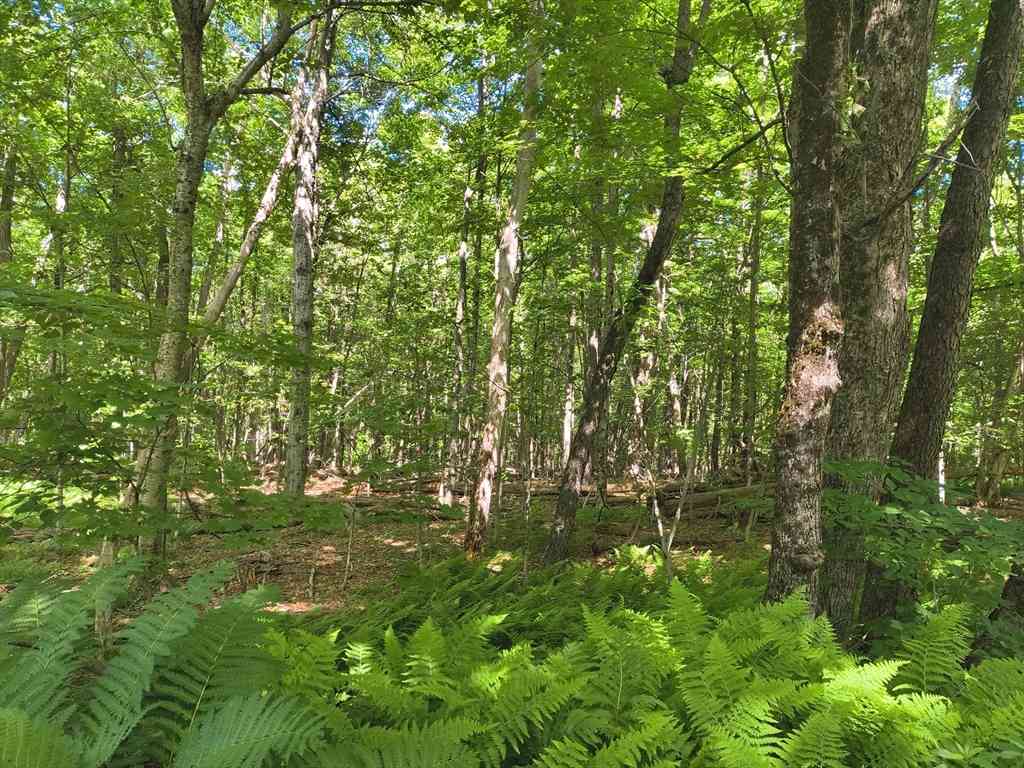Vacant Land For Sale - LOT 2 Holcomb Road<br/> Chesterfield, MA 01011