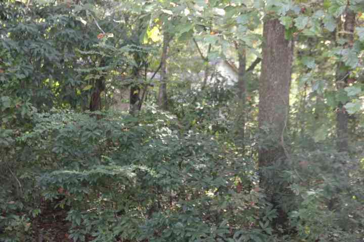 Vacant Land For Sale - 00 Flint Street<br/> Charleston County, Charleston, SC 29412