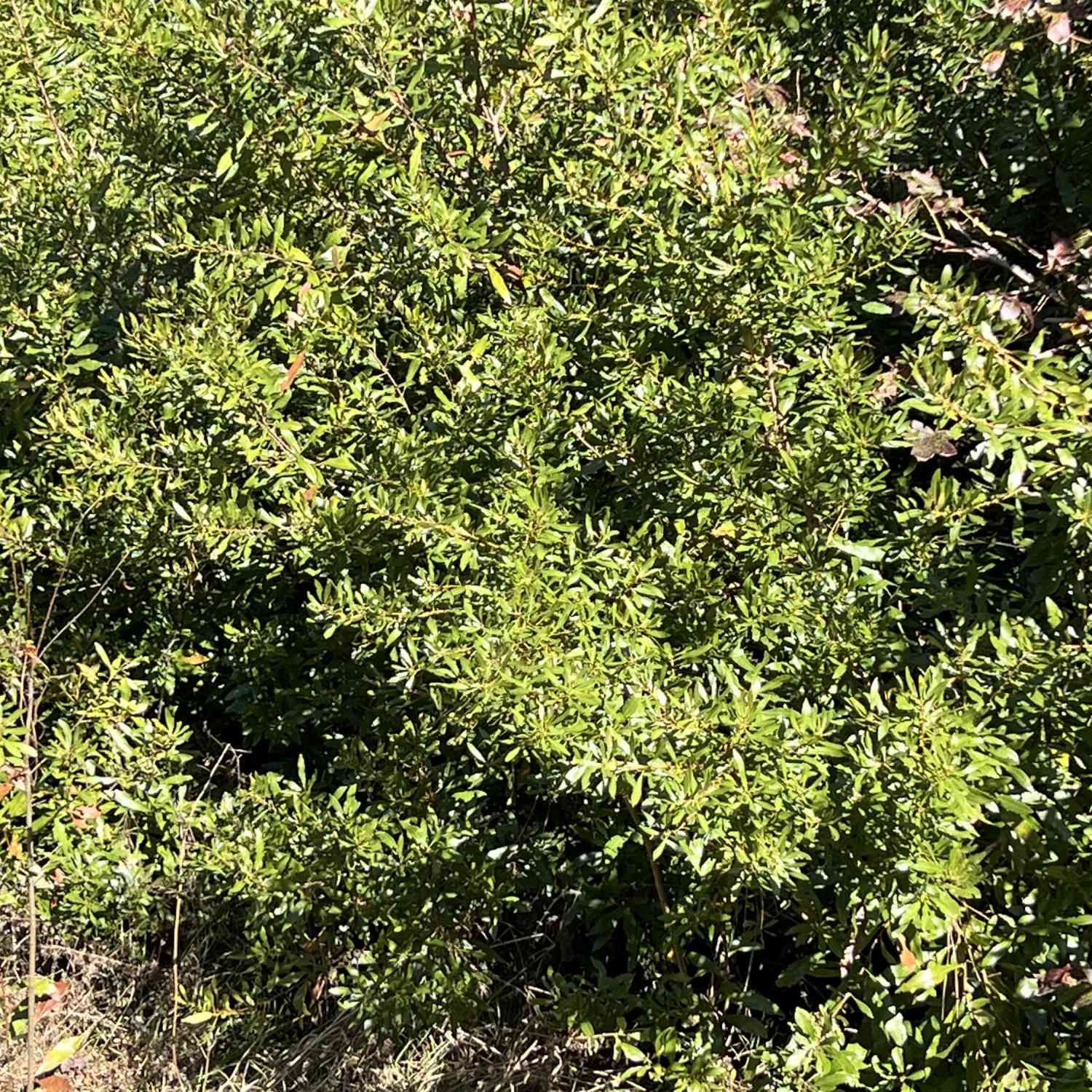 Vacant Land For Sale - Ardwick Road<br/> Johns Island, SC 29455