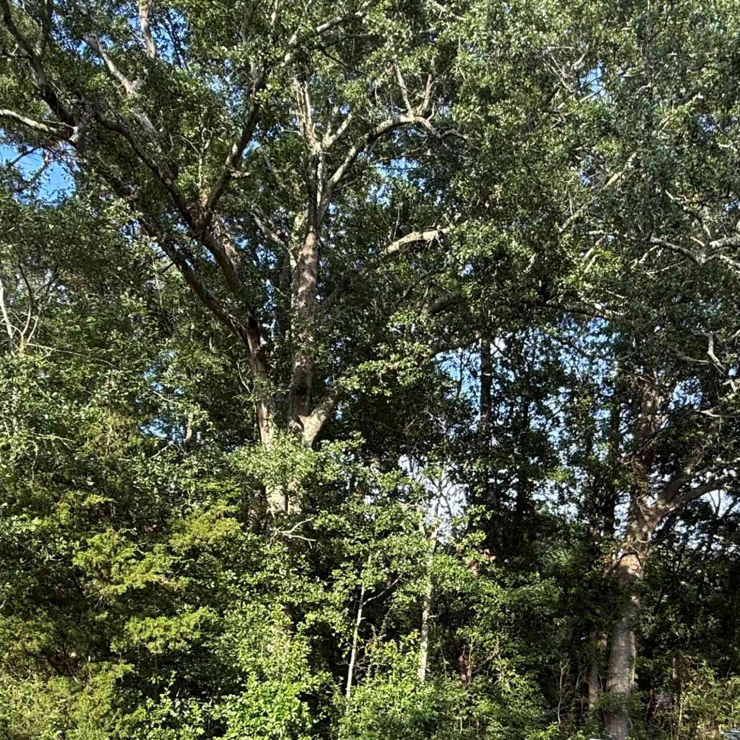 Vacant Land For Sale - Hidden Drive<br/> Orangeburg County, Orangeburg, SC 29115