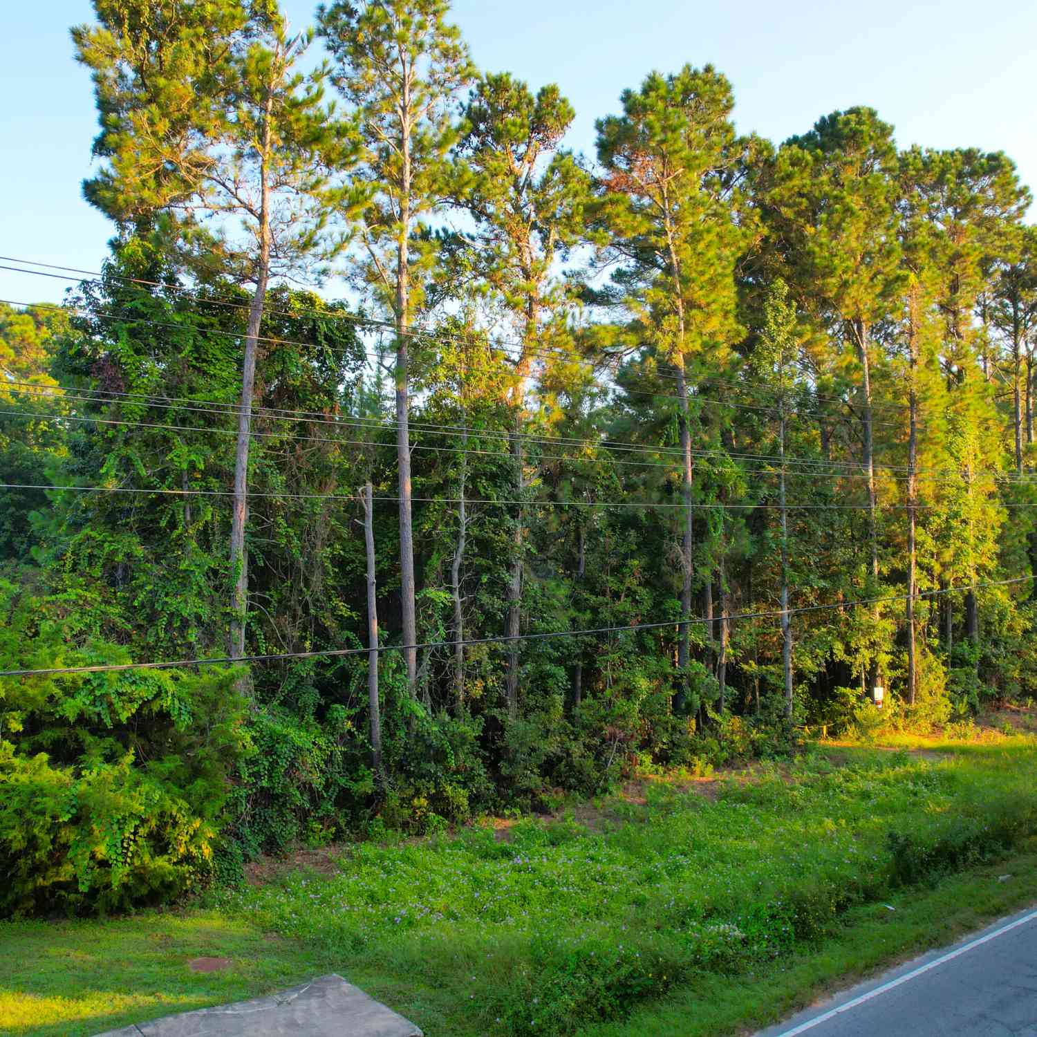 Vacant Land For Sale - Rifle Range Road #LOT 2<br/> Mount Pleasant, SC 29466