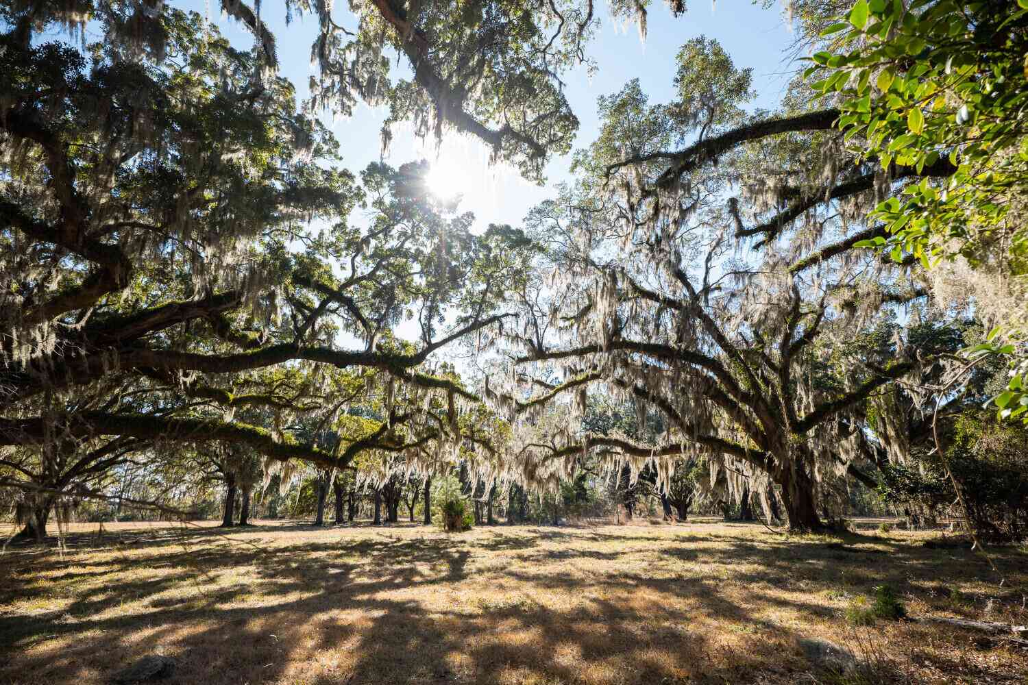 Vacant Land For Sale - 2 Mauricena Road<br/> Georgetown, SC 29440