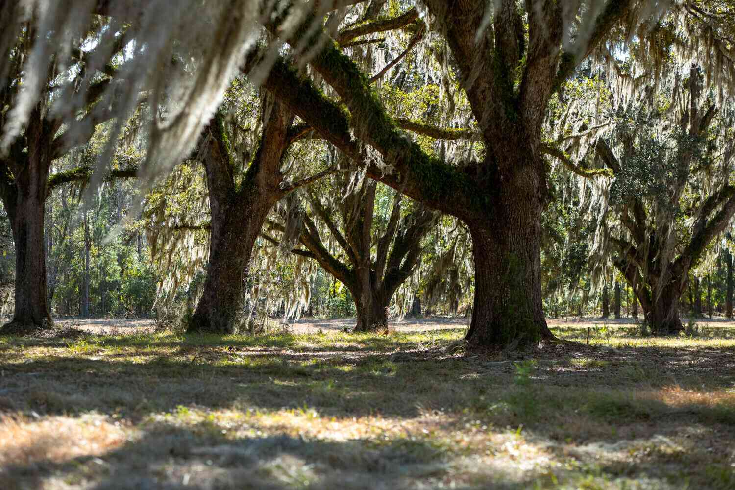Vacant Land For Sale - 5 Mauricena Road<br/> Georgetown, SC 29440