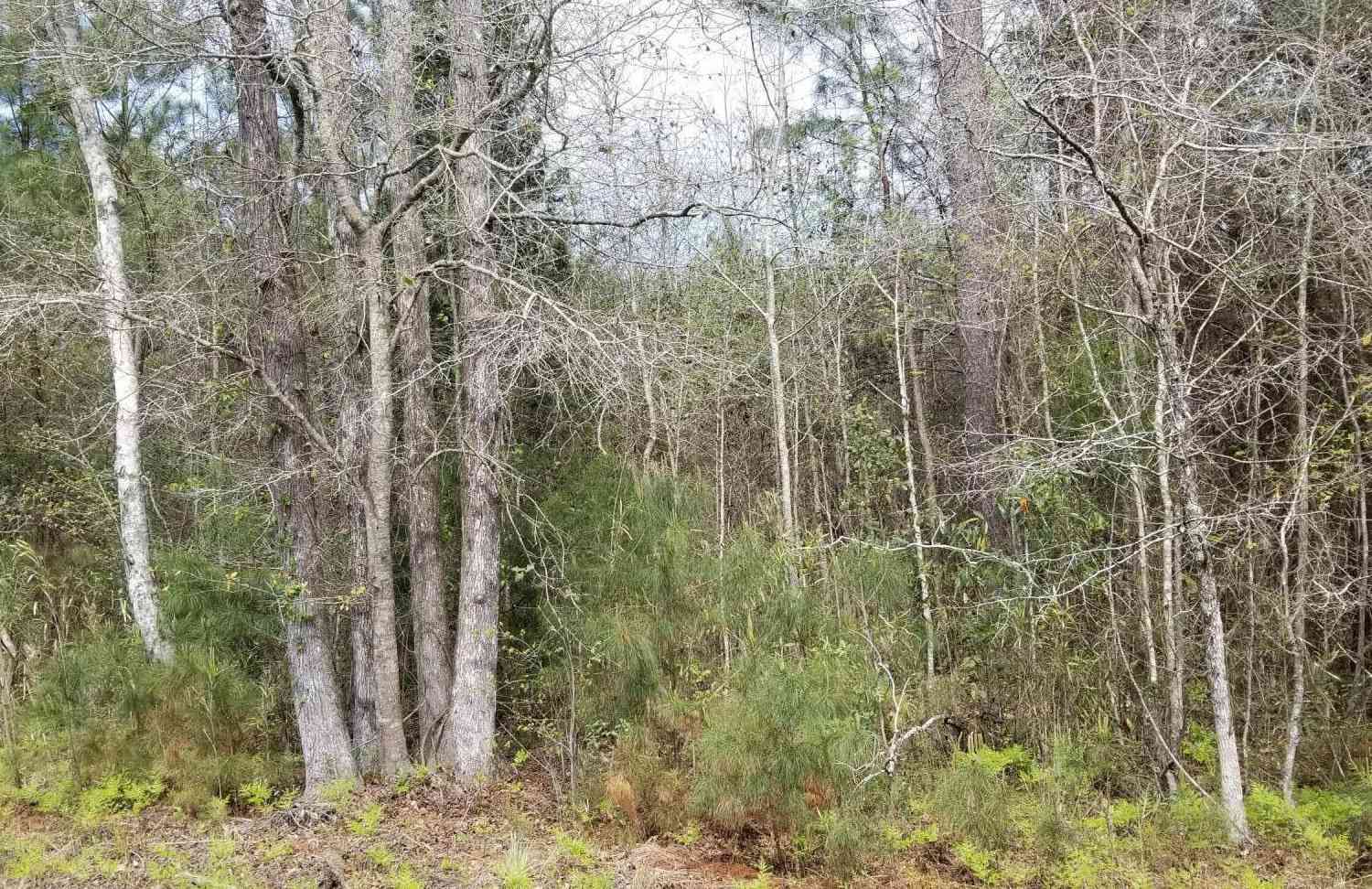 Vacant Land For Sale - 00 Randolph Drive #N/A<br/> Smoaks, SC 29481