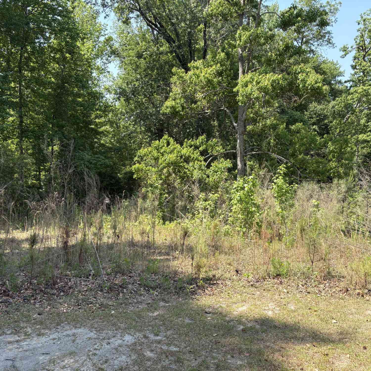 Vacant Land For Sale - 3660 Foxfire Lane<br/> Orangeburg, SC 29118