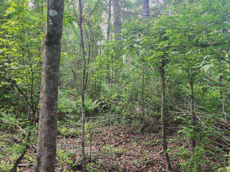 Vacant Land For Sale - 000 Broxton Bridge Road<br/> Bamberg, SC 29003