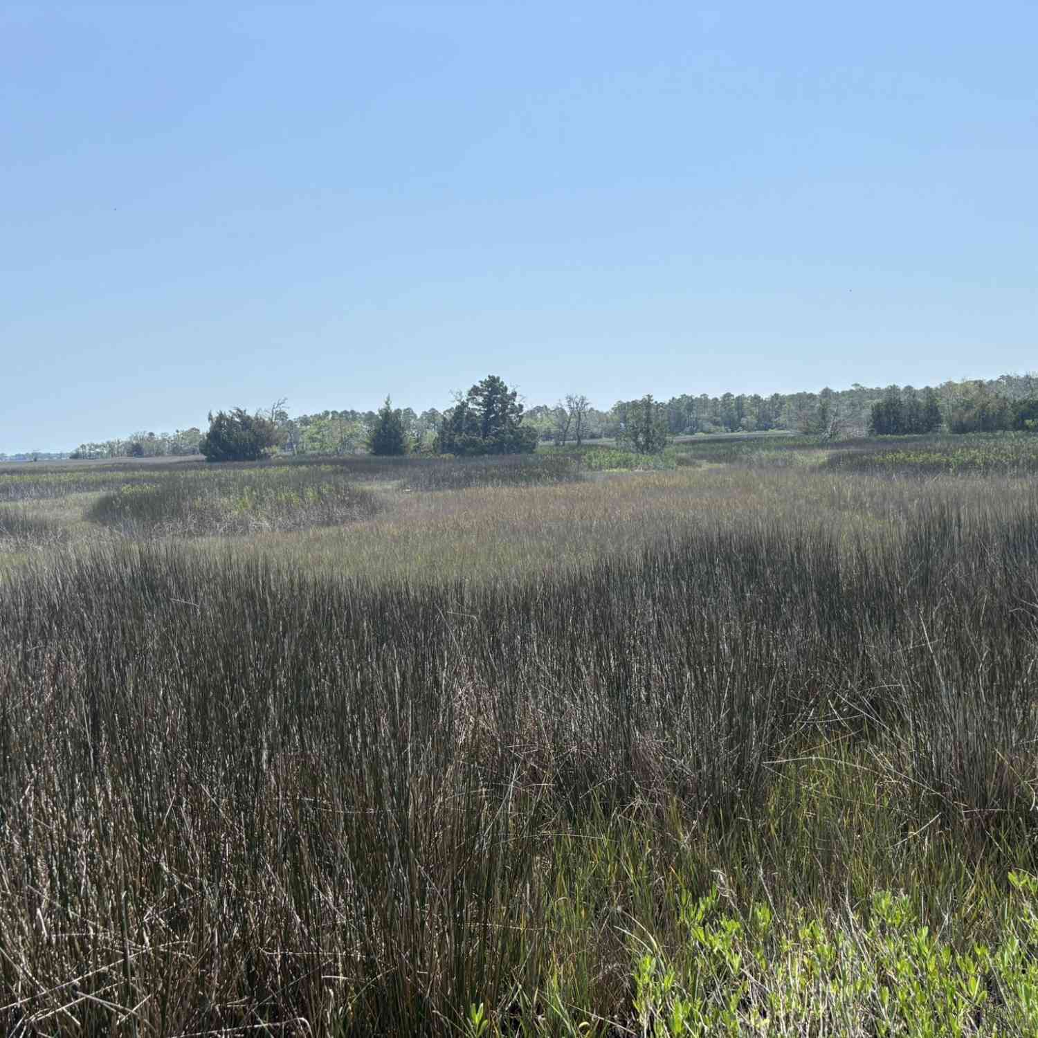 Vacant Land For Sale - 2035 Sol Legare Road<br/> Charleston, SC 29412