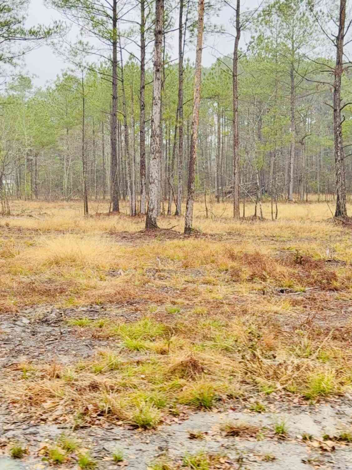 Vacant Land For Sale - 312 Heaven Drive<br/> Saint Stephen, SC 29479