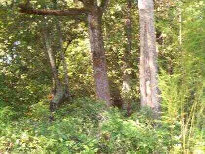 Vacant Land For Sale - TRACT 1 Chauncey Lane<br/> Saint Stephen, SC 29479