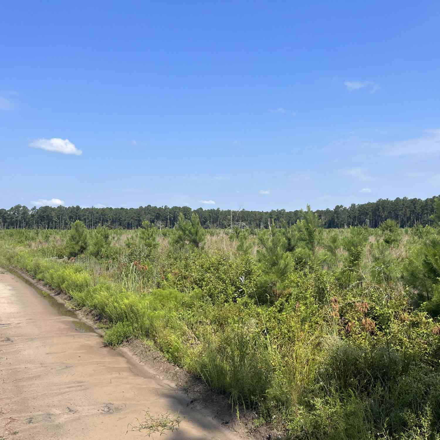 Vacant Land For Sale - Mahogany Lane<br/> Orangeburg, SC 29115