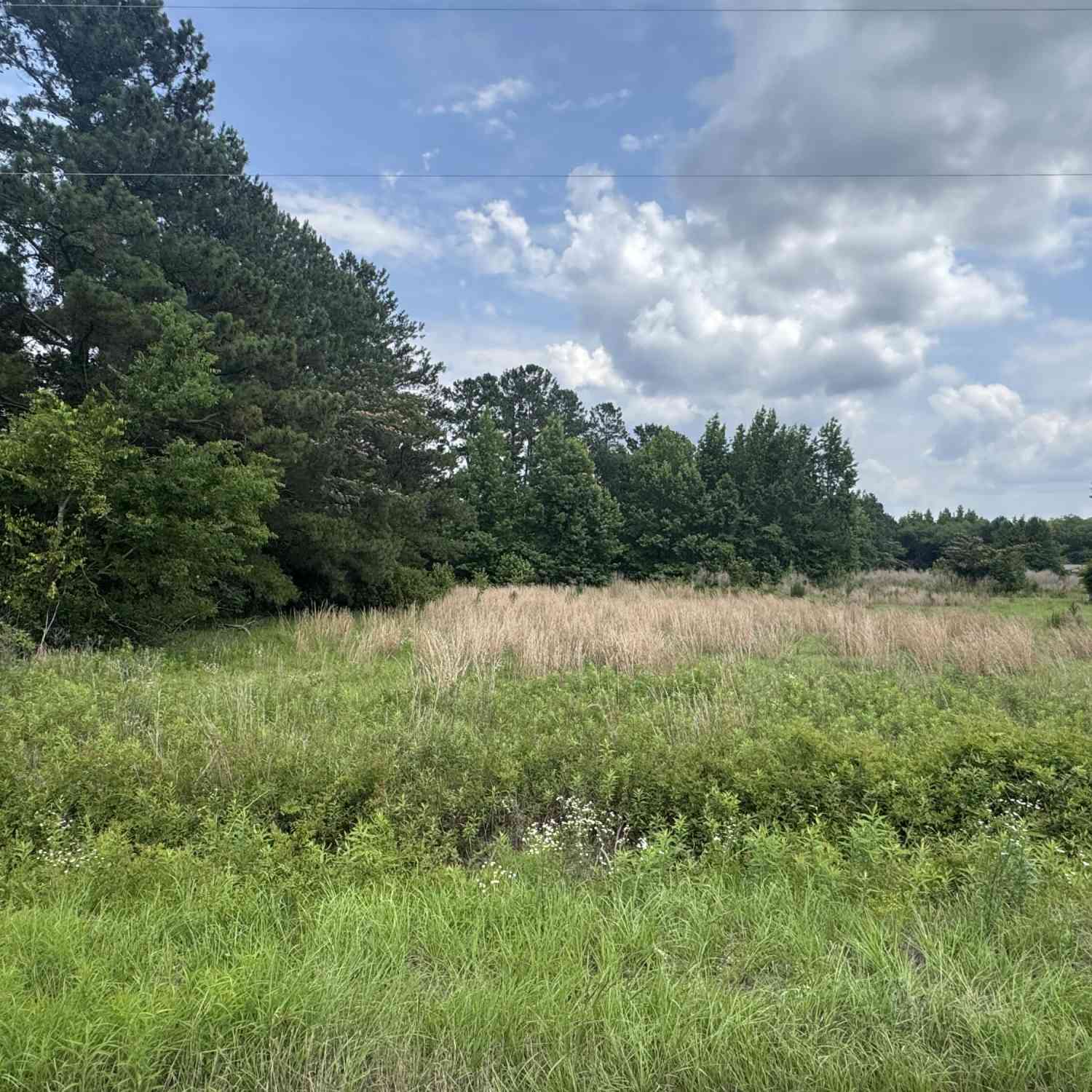Vacant Land For Sale - 135 Avacodo Drive<br/> Santee, SC 29142
