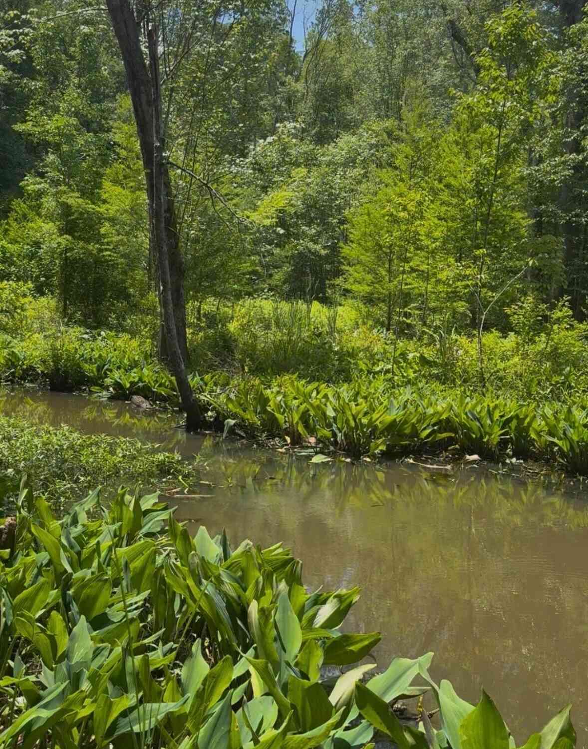 Vacant Land For Sale - Gardenia Road #00<br/> Blackville, SC 29817