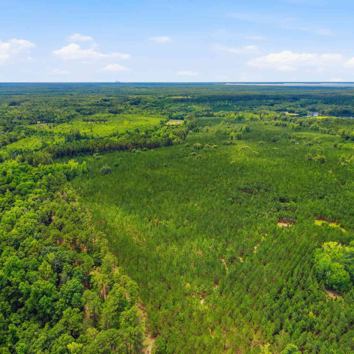 Vacant Land For Sale - 1530 Catfish Lane<br/> Manning, SC 29102