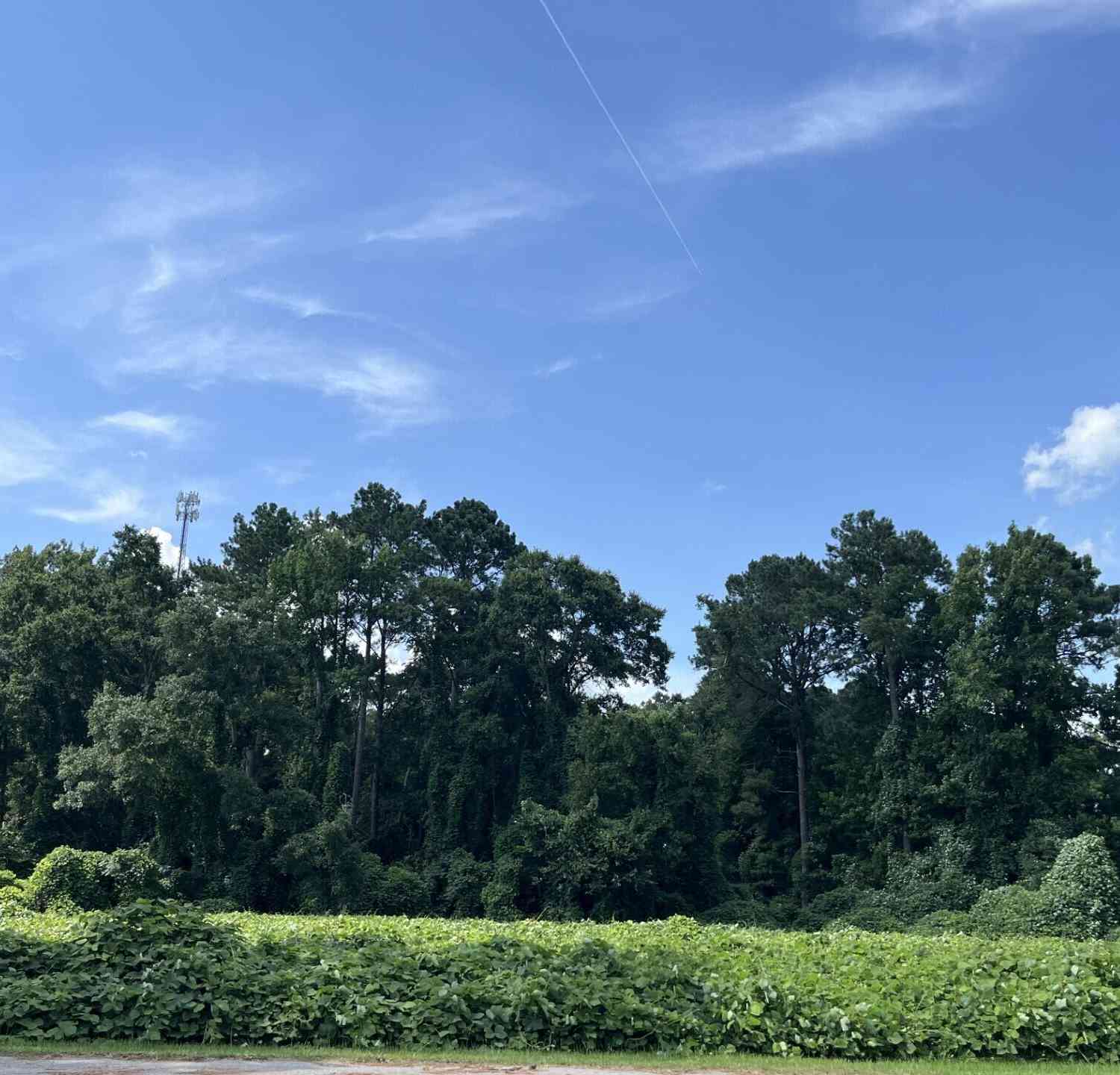 Vacant Land For Sale - Low Country Highway<br/> Bamberg County, Ehrhardt, SC 29081