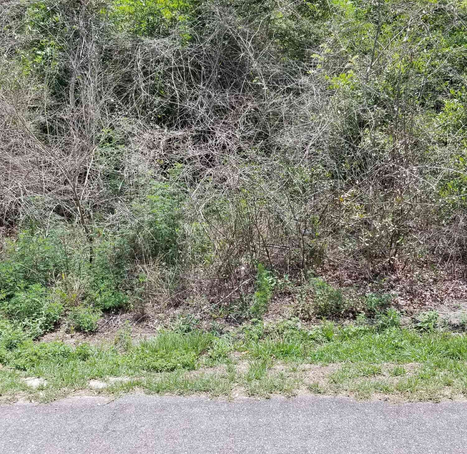 Vacant Land For Sale - Savage Street<br/> Colleton County, Walterboro, SC 29488